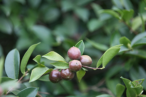 野生油茶林基地生态展示